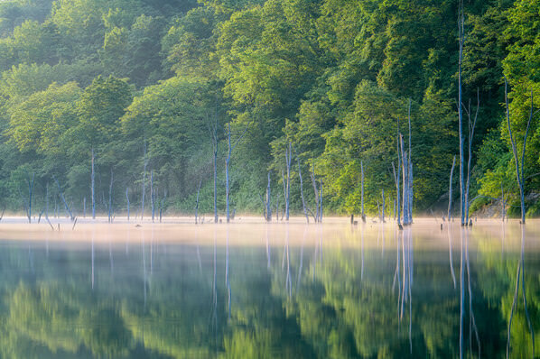 Photograph Yuusei Nagahata Dam Lake Amidst Fresh Green Foliage on One Eyeland