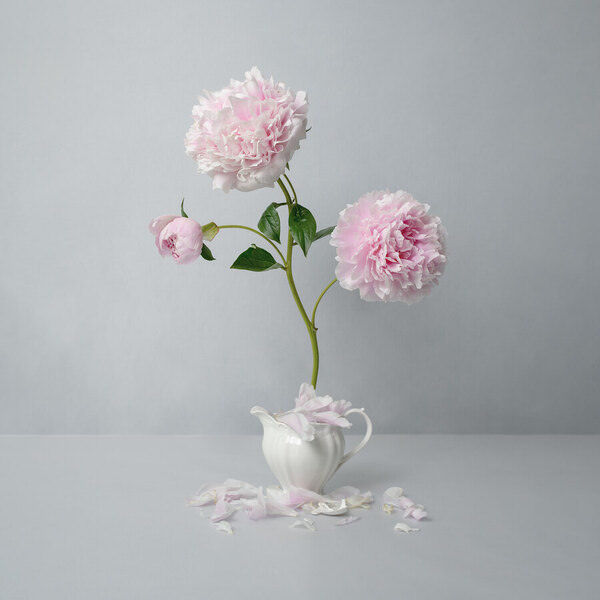 Photograph Maria Volnova Peony Bloom on One Eyeland