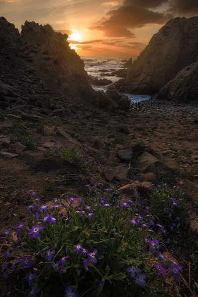 Photograph Mirko Colombo Blooms On The Sea on One Eyeland