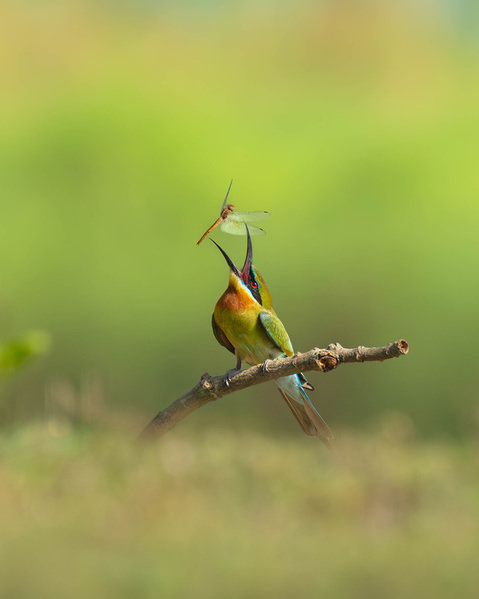 Photograph Sukanta Besra Perfect Catch on One Eyeland