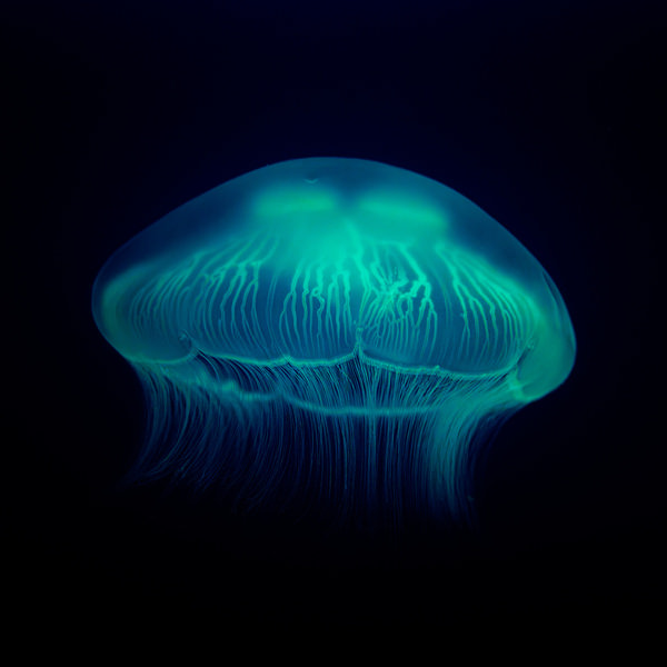 Photograph Ryu Ichi Glowing Moon Jellyfish In The Dark on One Eyeland