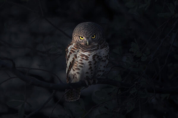 Photograph Stefano Caccia Look At Me Please on One Eyeland