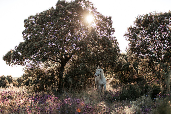 Photograph Fabienne Gassmann White Beauty on One Eyeland