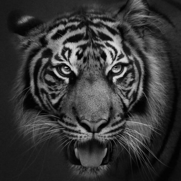 Photograph Yushi Kaisyakuji Talking Tiger on One Eyeland