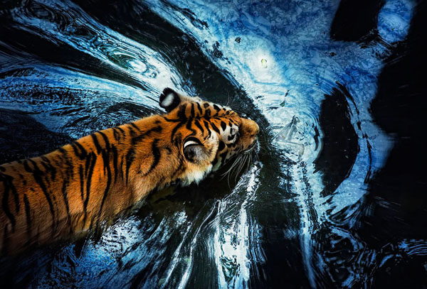 Photograph Andrzej Bochenski Swimming Cat on One Eyeland