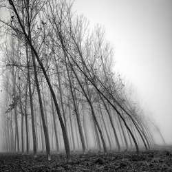 Water and wind the force of nature-Pierre Pellegrini-Silver-NATURE-Trees -106