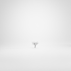 Tree(s)-Uwe Langmann-Gold-NATURE-Trees -261
