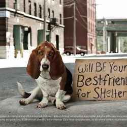 Great Plains SPCA Homeless Pets-Ron Berg-Bronze-ADVERTISING-Public Service-301