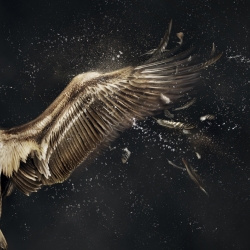 Pelican Wing-Kevin Twomey-Silver-EDITORIAL-Other -308