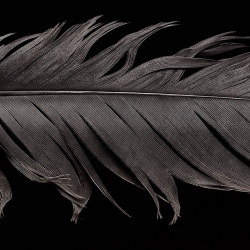 Feather-Mark Wiens-Bronze-ADVERTISING-Product / Still Life-318