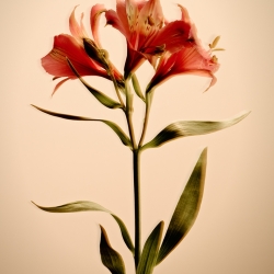 Fleurs Beige 110-Rich Begany-finaliste-ANNONCE-PRODUIT/Nature Morte-673
