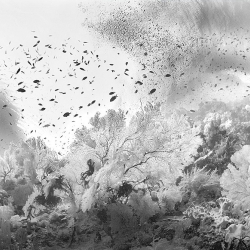 Liquid Garden-Hengki Koentjoro-finalist-NATURE-Underwater -821