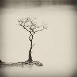 Zen Tree-Hengki Koentjoro-finalist-NATURE-Trees -817