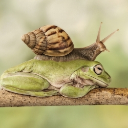 Green tree frog enjoy life-Lessy Sebastian-silver-NATURE-Wildlife -987