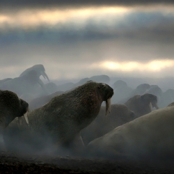 On the Move-Michelle Valberg-bronze-NATURE-Wildlife -542