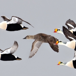 On the Floe-Edge-Michelle Valberg-finalist-NATURE-Wildlife -823