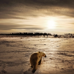 Walk Into the Sunset-Michelle Valberg-finalist-NATURE-Wildlife -824