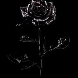black rose-Gregoire Vieille-finalist-FINE ART-Still Life -780