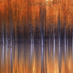 Emerging Beauties Reflected-Marco Crupi-silver-NATURE-Landscapes -1005