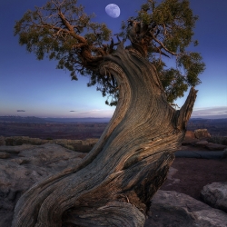 Night Guardian of the Valley-Marco Crupi-bronze-NATURE-Trees -594