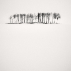 Birches in Snow-Frang Dushaj-finalist-NATURE-Trees -819