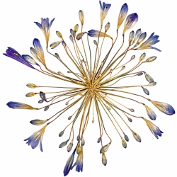Donava-Sabrina Rouse-finalist-FINE ART-Still Life -786