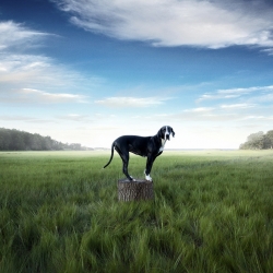 Marsh Dog-William Huber-bronze-SPECIAL-Pets -625