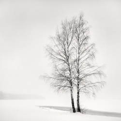 Silver Birches-Frang Dushaj-finalist-NATURE-Trees -1054
