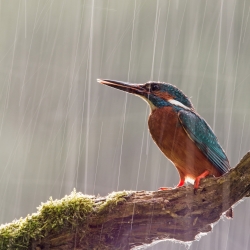 Kingfisher in the rain-Jakub Mrocek-finalist-NATURE-Wildlife -1398