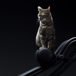 Cat on Chair-Marc Tule-finalist-SPECIAL-Pets -1474