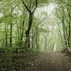 Forest-Andreas Scheiblecker-finalist-NATURE-Landscapes -1496