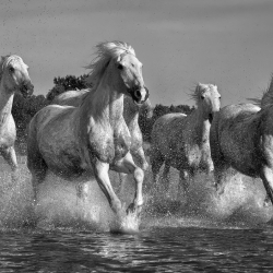 Wild Spirit-Ed Cooley-finalist-FINE ART-Other -1510