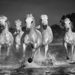 Ghost Riders-Ed Cooley-finalist-FINE ART-Other -1512