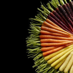 Carrots-Maren Caruso-finalist-ADVERTISING-Food -1536
