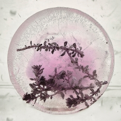 Frozen Life-Julia Bernatovica-finalist-NATURE-Flowers -1567