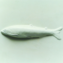 DREAM FISH-Atsushi Kakefuda-finalist-ADVERTISING-Food -1685