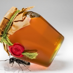 Honey Worth Stealing-Jan Kalish-finaliste-PUBLICITÉ-Alimentation -1694