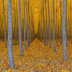 Colors of Fall-Daniel Namdari-finalist-NATURE-Landscapes -1962