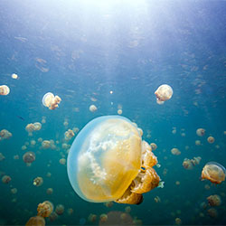 Jellyfish Lake-Valerie Hayken-finalist-NATURE-Underwater -1986