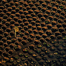 The vineyards of the volcano-Francisco Mingorance-finalist-NATURE-Aerial -2035
