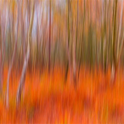 Autumn Vibrance-Robert Maynard-finalist-FINE ART-Abstract -2106