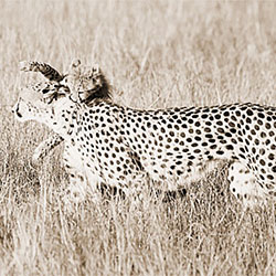 No Time for Play-Beth Andrews-finalist-NATURE-Wildlife -2108