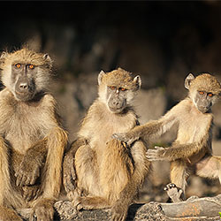 Three of a Kind-Beth Andrews-finalist-NATURE-Wildlife -2211