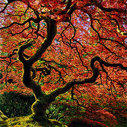 Tree of Fire-Ed Cooley-finalist-NATURE-Trees -2109