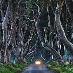 Mysterious Roadway-Ed Cooley-finalist-NATURE-Trees -2110