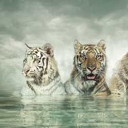 Bengala-Felix Hernandez-silver-ADVERTISING-Conceptual -2399
