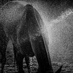 HORSES.-Ricardo Miras-finalist-NATURE-Wildlife -2291