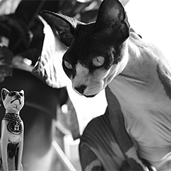 TITI-Dafna Tour-finalist-SPECIAL-Pets -2154
