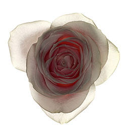 Roses-Lee Funnell-bronze-NATURE-Flowers -1883