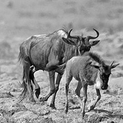Wildebeests migration - The story-Arun Mohanraj-silver-BOOK-Nature-2406